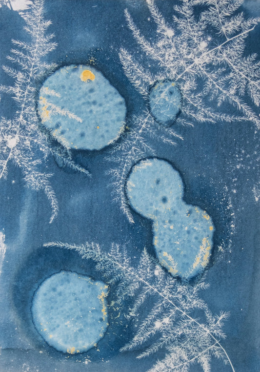 Cyanotype (unframed)