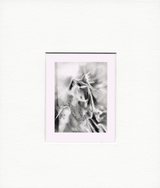 Framed Pencil Drawing