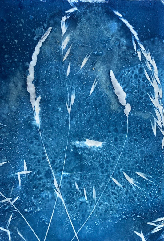 Cyanotype (unframed)